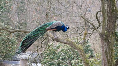 Click to view full size image